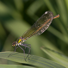 Calopteryx splendens
